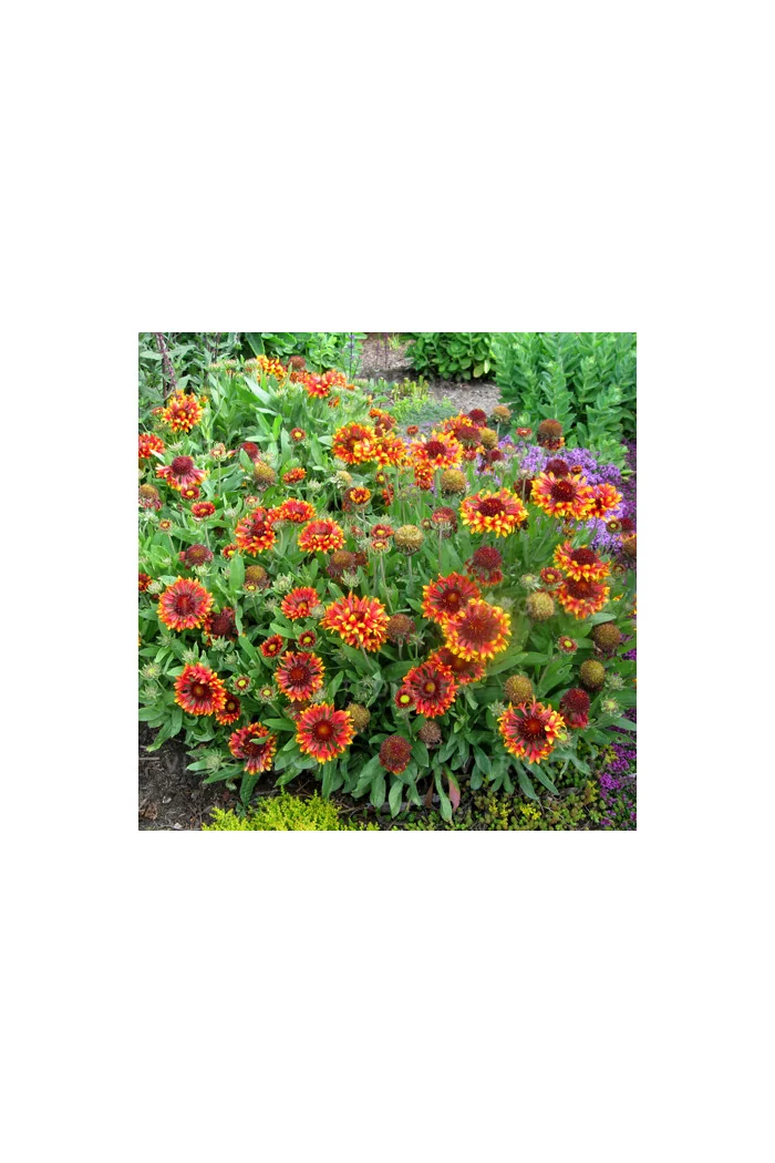 Gailardia 'Frenzy' Gaillardia