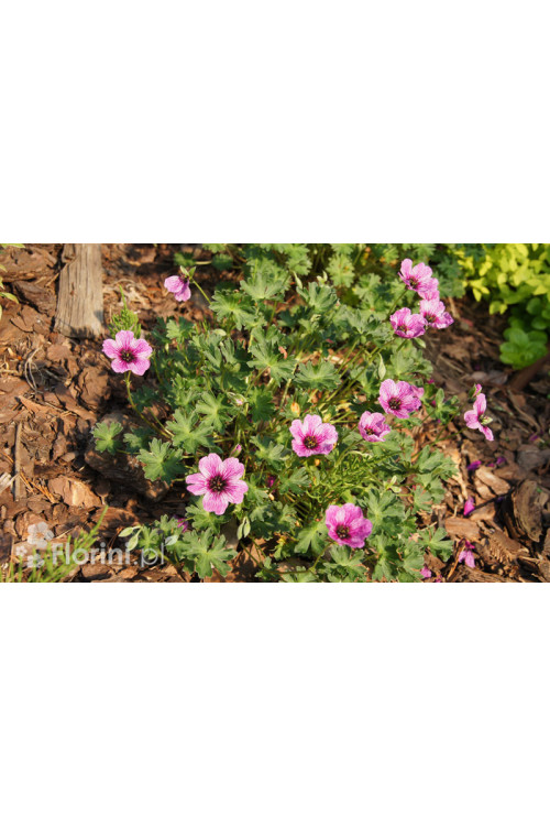Bodziszek popielaty 'Ballerina' | Geranium cinereum