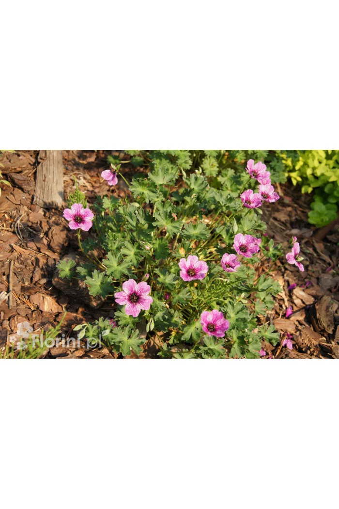 Bodziszek popielaty 'Ballerina' | Geranium cinereum