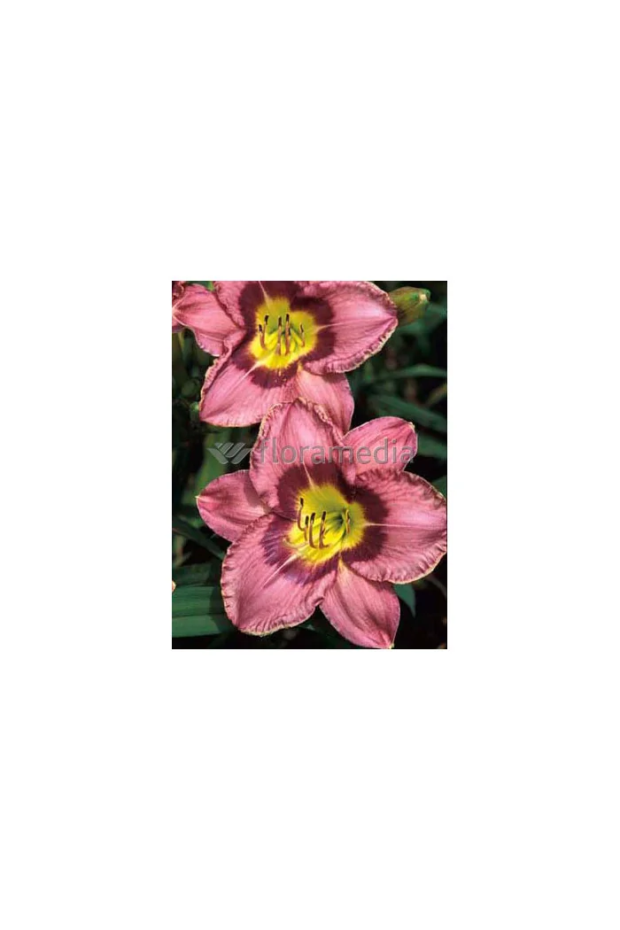 liliowiec, hemerocallis