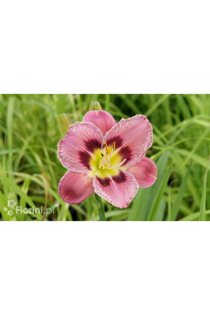 liliowiec, hemerocallis