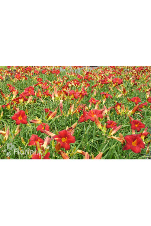 Liliowiec 'Chicago Apache' | Hemerocallis