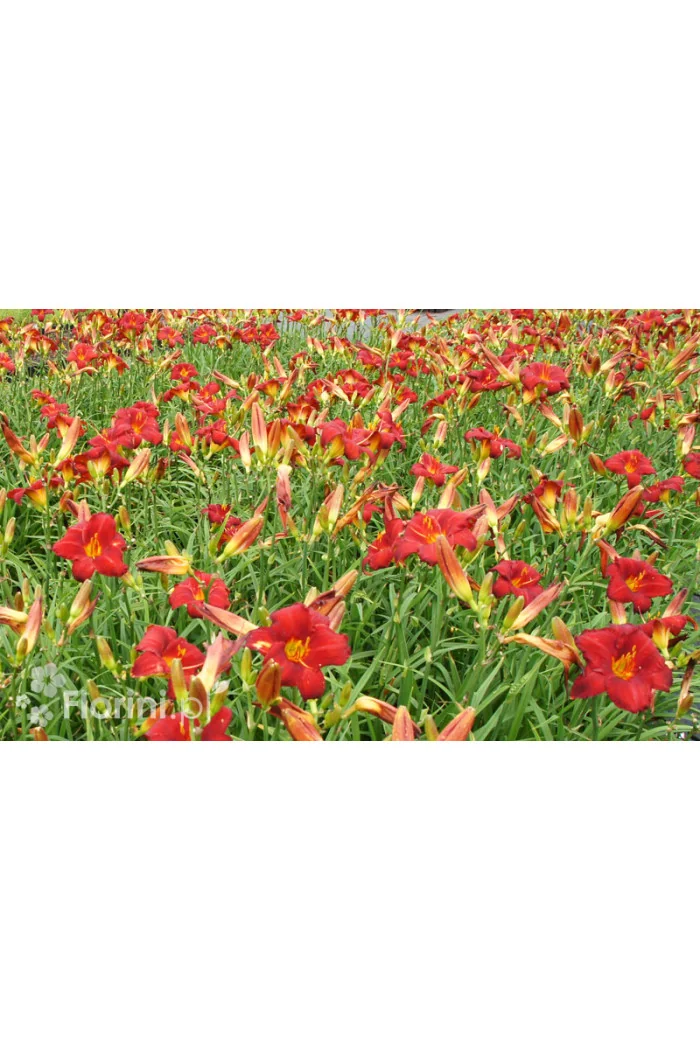 Liliowiec 'Chicago Apache' | Hemerocallis