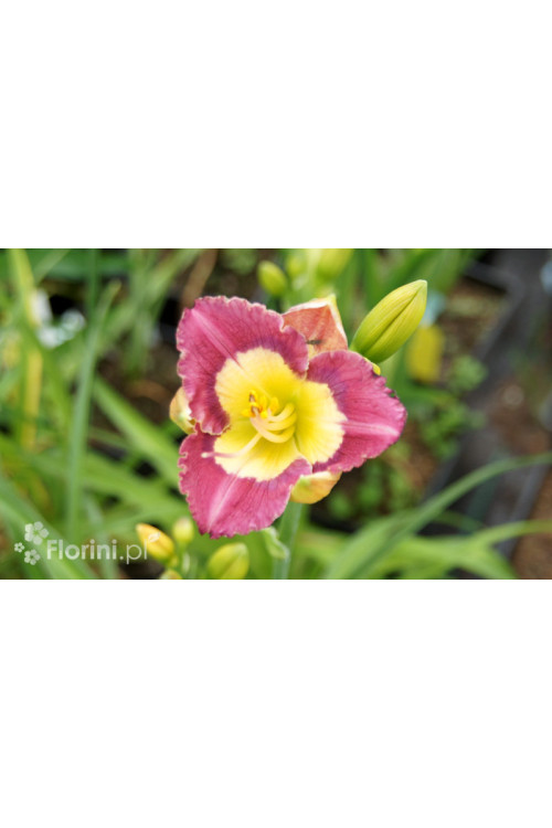 Liliowiec 'Chinesee Incandation' Hemerocallis