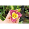 Liliowiec 'Chinesee Incandation' Hemerocallis