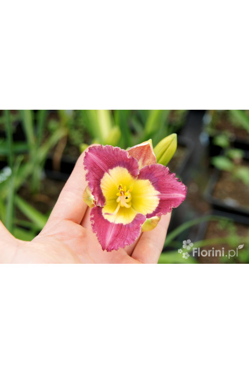 Liliowiec 'Chinesee Incandation' Hemerocallis