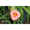 Liliowiec 'Cosmopolitan' | Hemerocallis