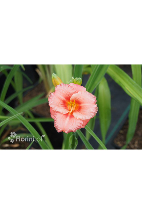 Liliowiec 'Cosmopolitan' | Hemerocallis
