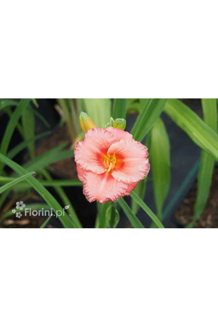 Liliowiec 'Cosmopolitan' | Hemerocallis