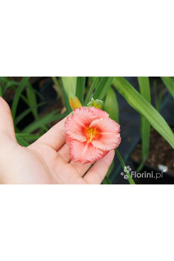 Liliowiec 'Cosmopolitan' | Hemerocallis