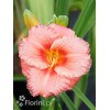 Liliowiec 'Cosmopolitan' | Hemerocallis