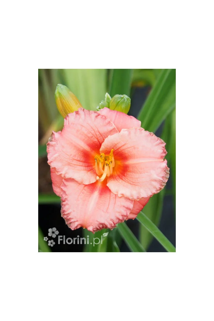 Liliowiec 'Cosmopolitan' | Hemerocallis