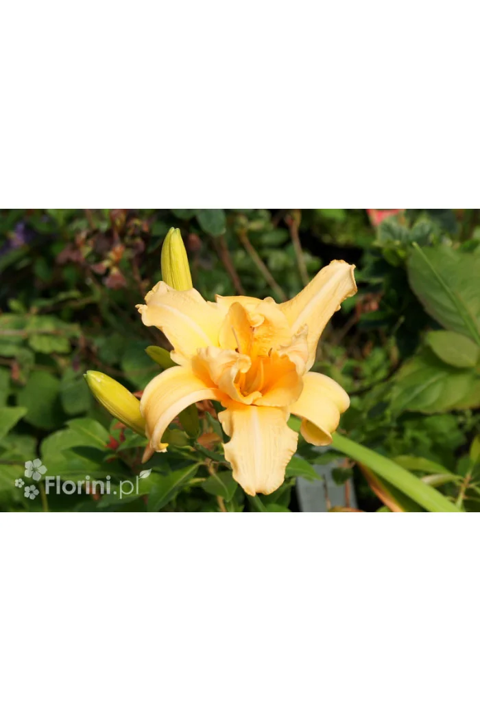 liliowiec, hemerocallis