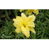 Liliowiec 'Double River Wye' Hemerocallis