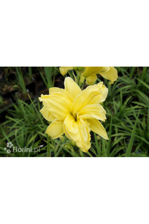 Liliowiec 'Double River Wye' Hemerocallis