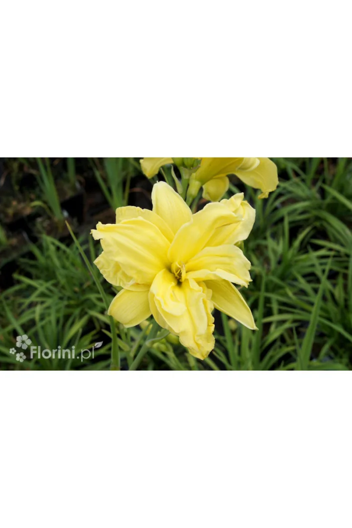 Liliowiec 'Double River Wye' Hemerocallis