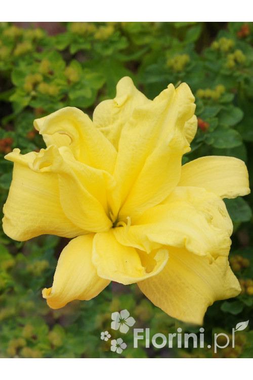 Liliowiec 'Double River Wye' Hemerocallis