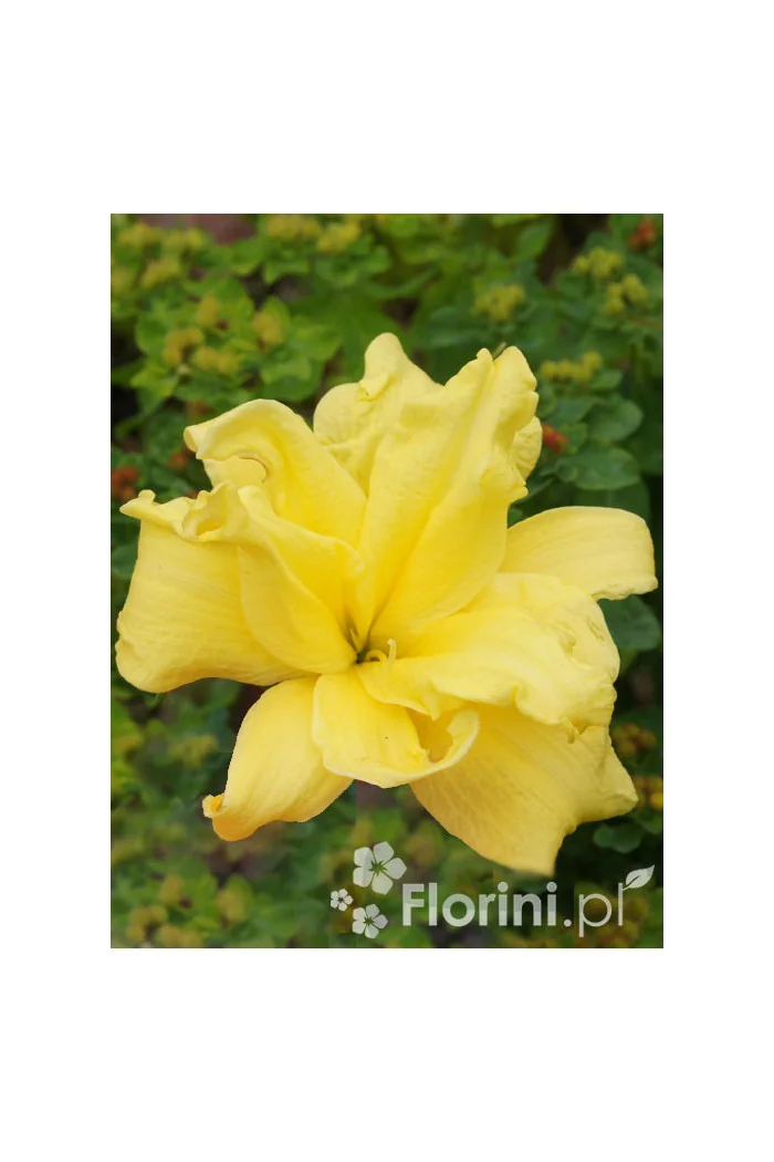 Liliowiec 'Double River Wye' Hemerocallis