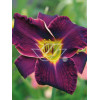 Liliowiec 'Ed Murray' Hemerocallis