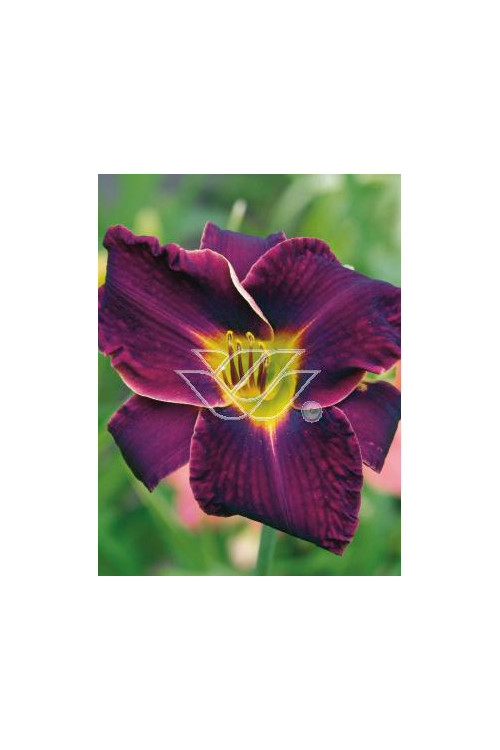 Liliowiec 'Ed Murray' Hemerocallis