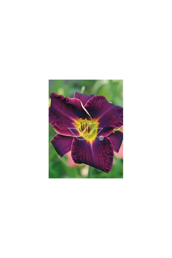 Liliowiec 'Ed Murray' Hemerocallis