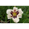 liliowiec, hemerocallis