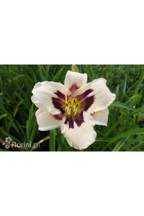 liliowiec, hemerocallis