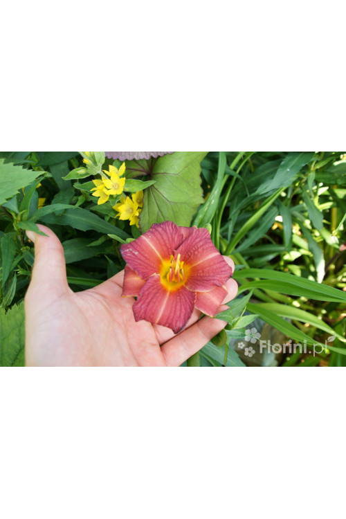 liliowiec, hemerocallis