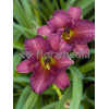 liliowiec, hemerocallis