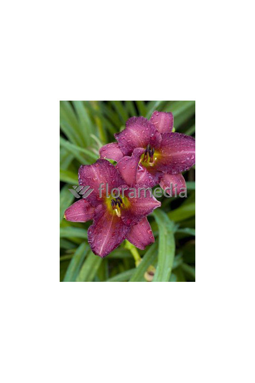 liliowiec, hemerocallis