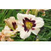 liliowiec, hemerocallis