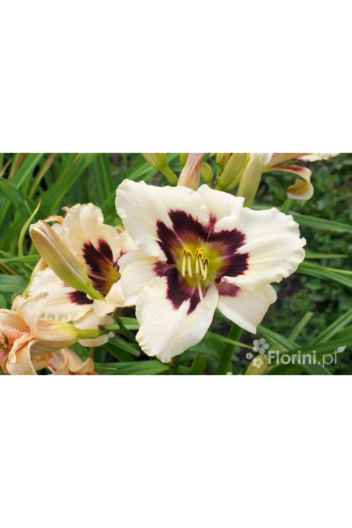 liliowiec, hemerocallis