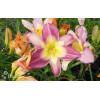 Liliowiec 'Nile Crane' Hemerocallis