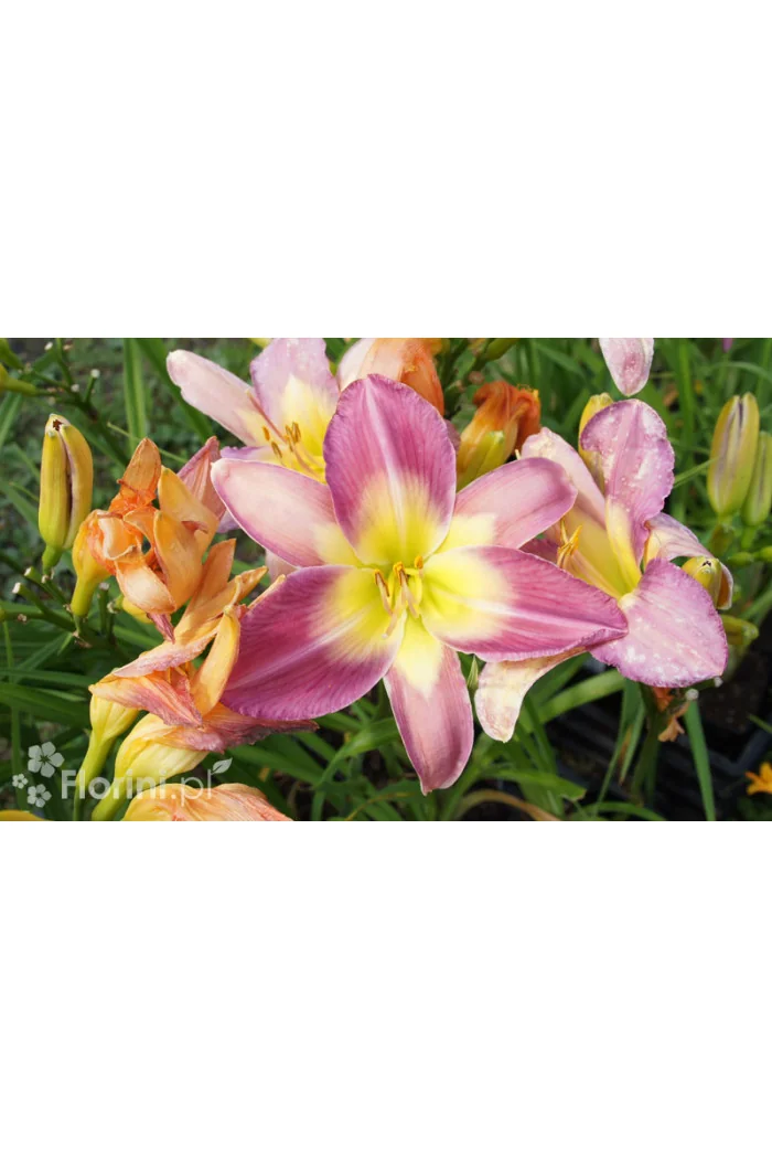 Liliowiec 'Nile Crane' Hemerocallis