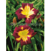 Liliowiec 'Night Beacon' Hemerocallis