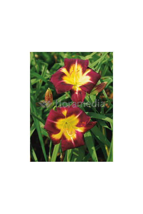 Liliowiec 'Night Beacon' Hemerocallis