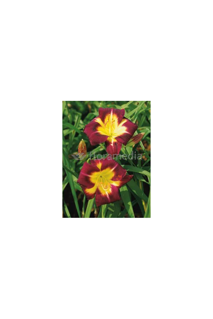 Liliowiec 'Night Beacon' Hemerocallis