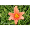Liliowiec 'Pink Damask' | Hemerocallis