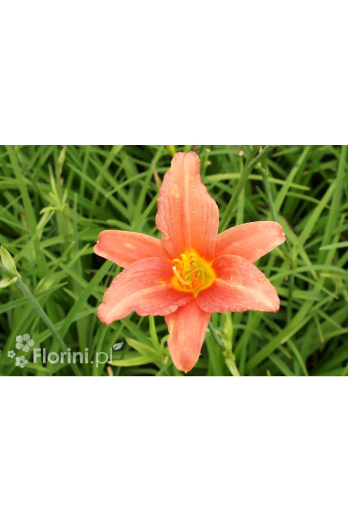 Liliowiec 'Pink Damask' | Hemerocallis