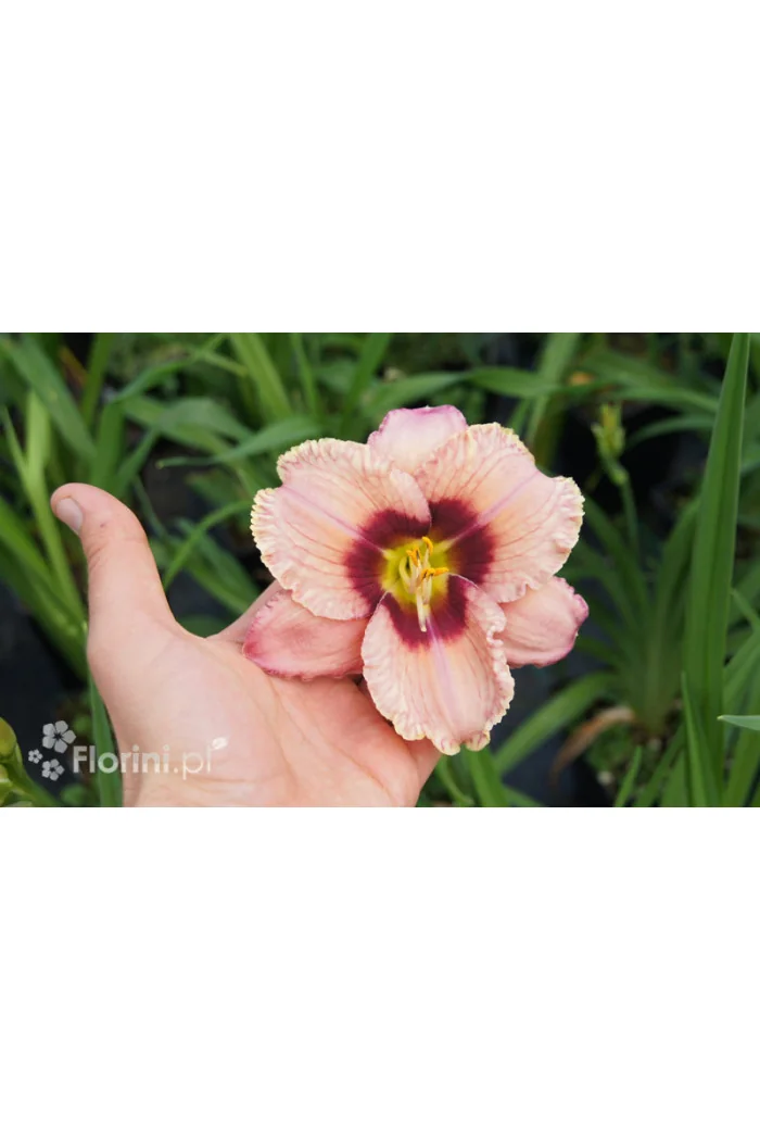 Liliowiec 'Orchid Candy' | Hemerocallis