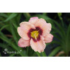 Liliowiec 'Orchid Candy' | Hemerocallis
