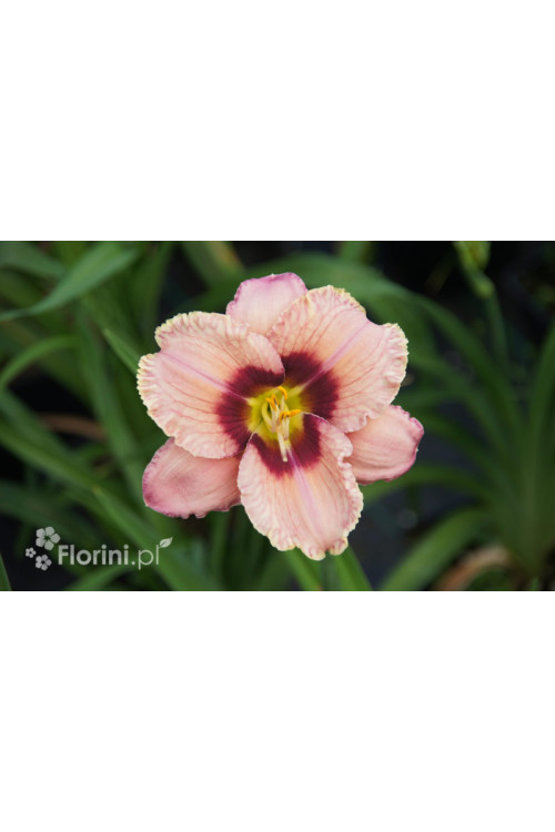 Liliowiec 'Orchid Candy' | Hemerocallis