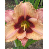 Liliowiec 'Orchid Candy' | Hemerocallis