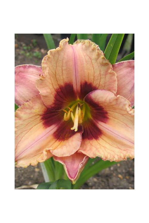 Liliowiec 'Orchid Candy' | Hemerocallis