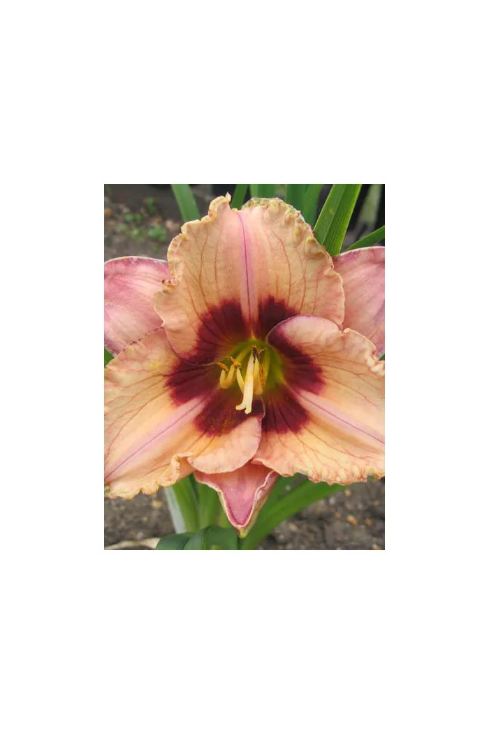 Liliowiec 'Orchid Candy' | Hemerocallis