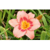 Liliowiec 'Strawberry Candy' | Hemerocallis