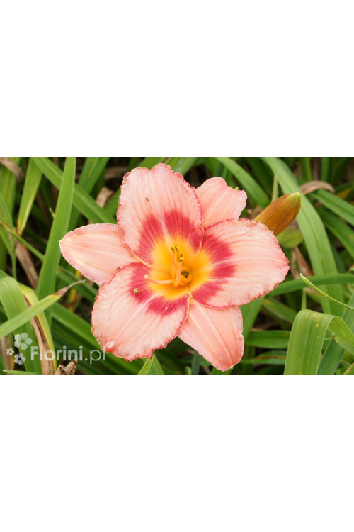 Liliowiec 'Strawberry Candy' | Hemerocallis