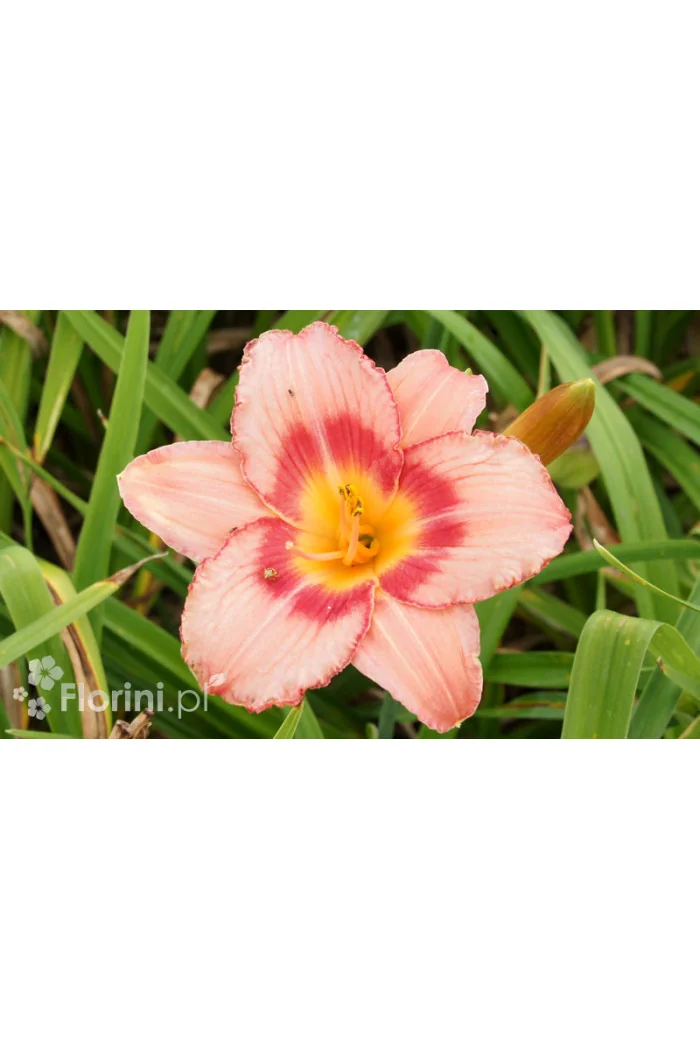 Liliowiec 'Strawberry Candy' | Hemerocallis