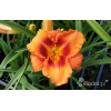 liliowiec, hemerocallis