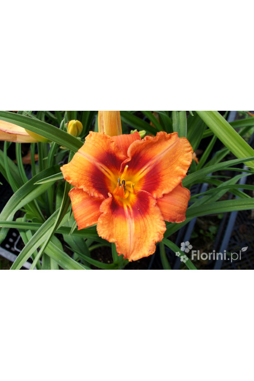 liliowiec, hemerocallis